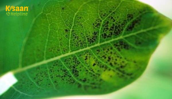 ओजोन संयंत्र नुकसान - अपने खेत के पौधों में ओजोन क्षति को कैसे ठीक करें? ओजोन संयंत्र नुकसान - अपने खेत के पौधों में ओजोन क्षति को कैसे ठीक करें?